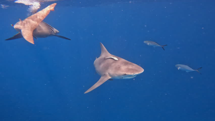 Bull shark swims across frame with fish hook in gill - close up