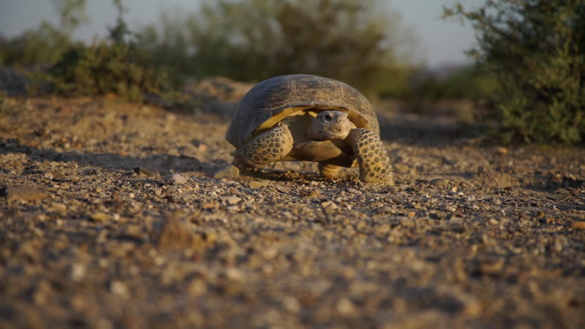 The desert tortoise is a federally protected species in the United States, and its population has been declining due to various factors, including habitat loss, fragmentation, disease, and predation. 