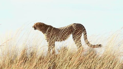 Male cheetah standing in the grass and looking around in Masai Mara, Kenya
