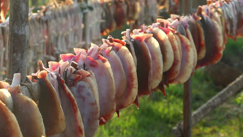 Raw stingray fishes are cut and hung for dry in the open sun.