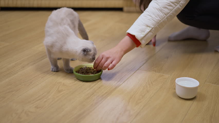 Curious kitten smelling female Caucasian hand at plate with food in living room. Furry fawn cat with unrecognizable young woman feeding pet. Slow motion