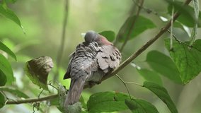 Pale-vented pigeon (Patagioenas cayennensis)  sitting in a tree, Costa Rica