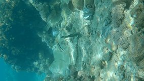 Vertical video, Close-up. Beautiful coral reef covered with plastic garbage, colorful tropical fish swim over this is debris. Plastic pollution of Ocean.