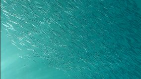 Vertical video, Massive school of small fish swims in the blue water in sunlights. Close up of lot shoal of little fish on blue water background