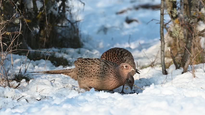 Common Pheasant Phasianus colchicus in the wild. Birds are looking for food in the snow in the winter forest