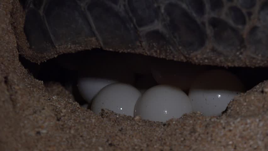 Green Turtle Laying clutch of eggs on Ascension island in the Atlantic Ocean. Royalty-Free Stock Footage #1103605691