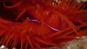 Electric Disco Clam - Ctenoides ales. Underwater macro world of Bali, Indonesia.