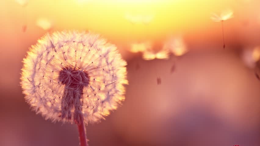Super slow motion of bloomed dandelion with flying seeds in sunset. Filmed on high speed cinema camera, 1000 fps. Beautiful moody soft sunset light. Royalty-Free Stock Footage #1103607029