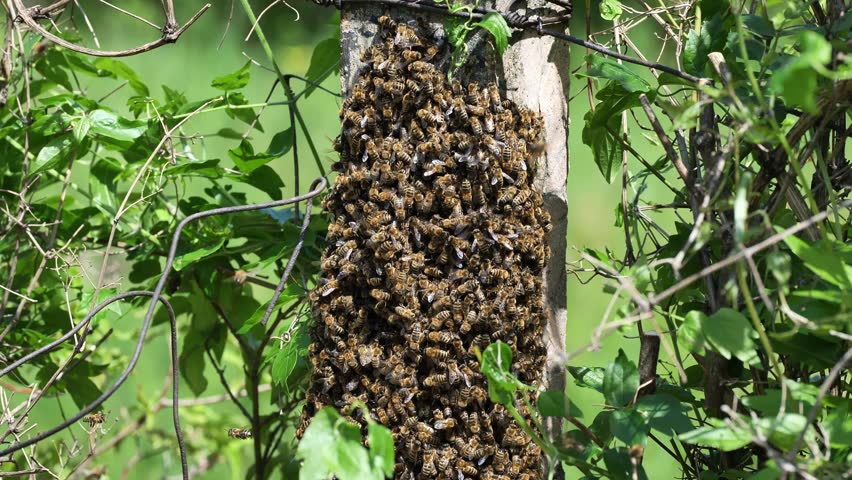 Swarm of bees on a sunny spring day Royalty-Free Stock Footage #1103609595