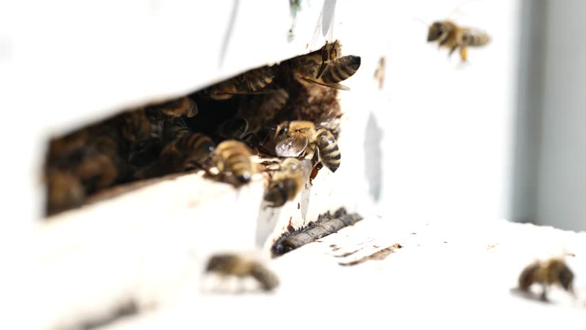 Macro closeup of bees on honeycomb in apiary Royalty-Free Stock Footage #1103609599