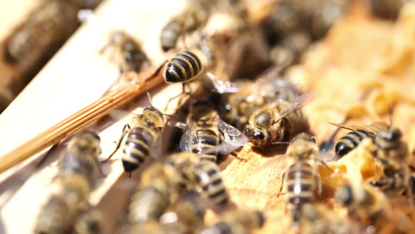 Macro closeup of bees on honeycomb in apiary Royalty-Free Stock Footage #1103609601