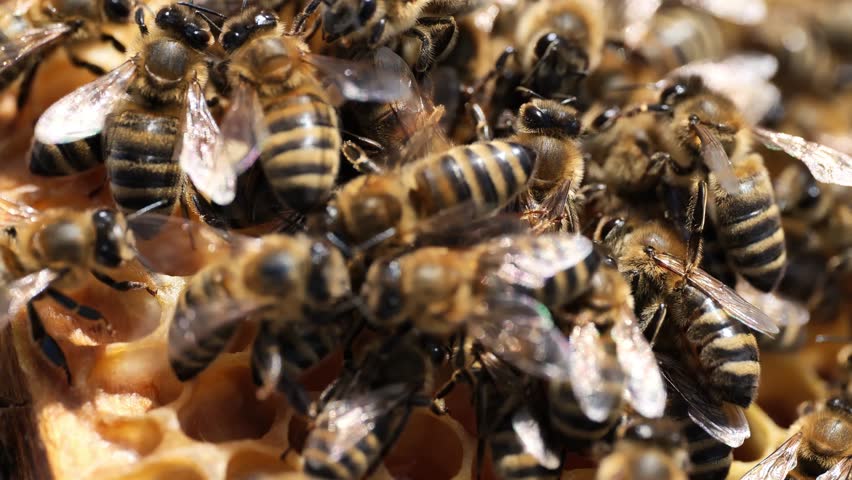 Macro closeup of bees on honeycomb in apiary Royalty-Free Stock Footage #1103609603