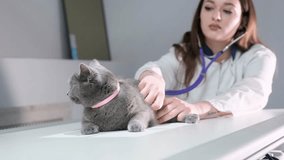 a veterinarian examines a cat during an appointment at a veterinary clinic. A professional veterinarian woman stands on an examination table with a stethoscope - Powered by Shutterstock - Get 15% off with code: PIKWIZARD15