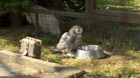 In this video, a beautiful owl is standing inside its enclosure at the zoo, in front of a water dispenser