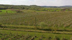 Aerial shot over garden trees. Agricultural farmer field with an orchard of apple trees planted in a smooth row. Cultivation of fruit crops