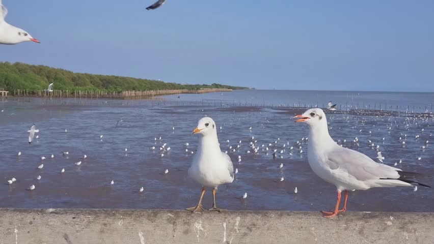 The seagulls standing on cement bridge by seaside in Thailand, Asia. Flock of migrant birds fly around, live at the seashore, mangrove forest and blue sky in winter season on background. 
