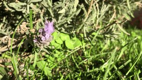 Video of a lonely Lavender flower moving to the rhythm of the wind, a bright autumn morning. scented garden flowers