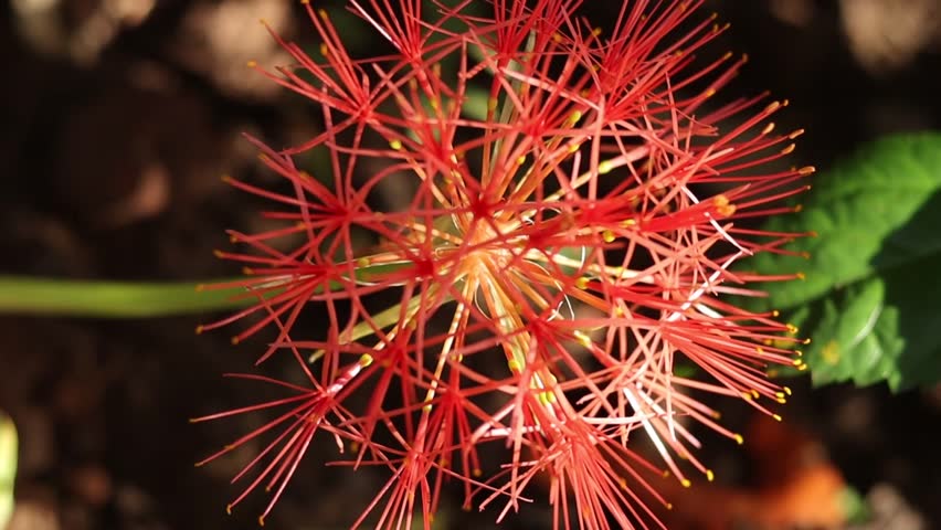 Beautiful half open may flower isolate in home garden 