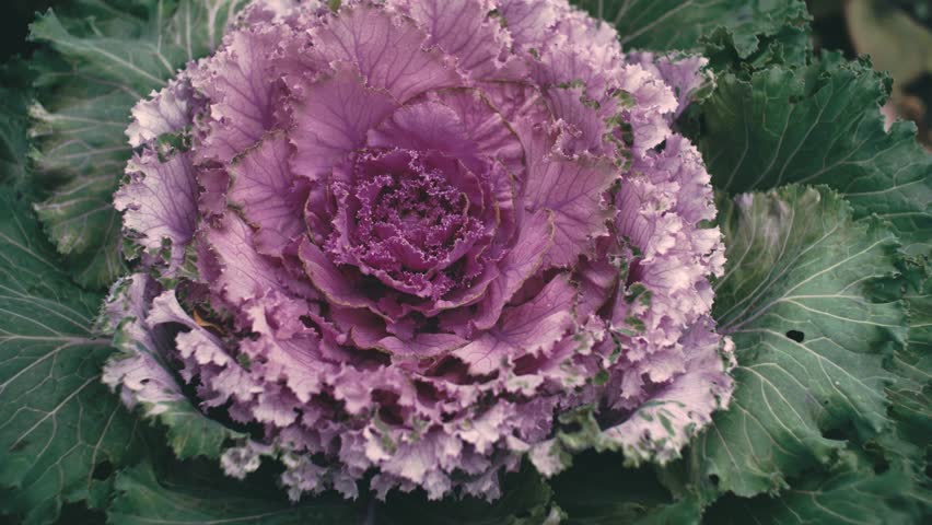 Purple kale. Ornamental Kale. Flowering Kale. Hand touches petal