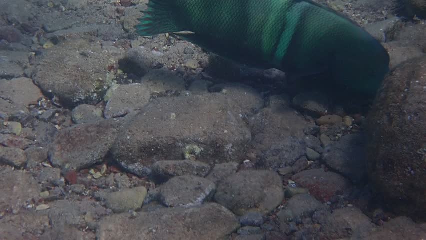 Coral fish Clown coris belongs to the family Labridae, it scientific name is Coris aygula. It inhabits the shallow waters near coral reef, the fish distributes Indo-Pacific