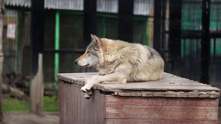A gray wolf lies on a wooden box in a zoo enclosure.