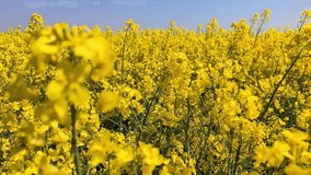 4k clip with rapeseed field blossoming in early spring season