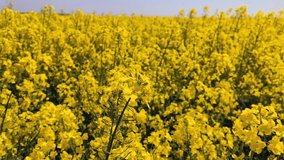 4k clip with rapeseed field blossoming in early spring season