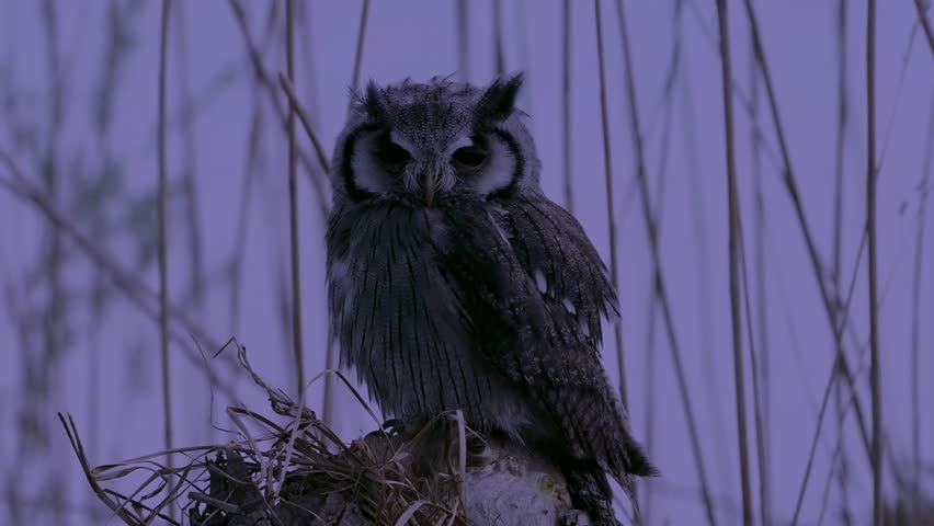 Beautiful Brazilian White Faced Owl lurking in a Tree