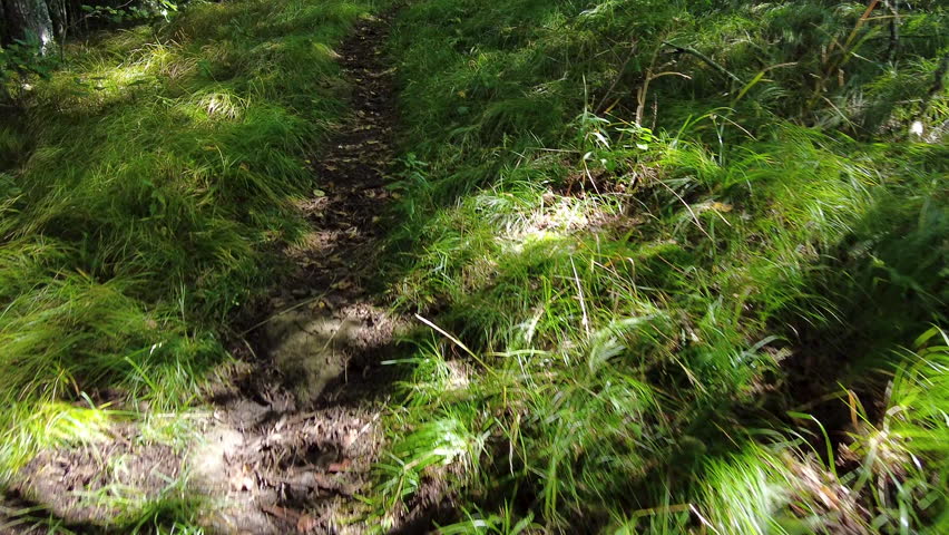 Hiking on Dirt Trail Through Grass in the Smokies in Summer