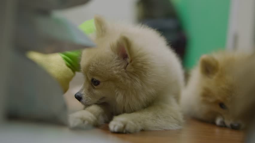 4k video, Pomeranian breed lick his nose. dog is down laying. cute dog licking nose, waiting for food. Puppy small pet amusingly peeks out from under soft cushion of dog bed.