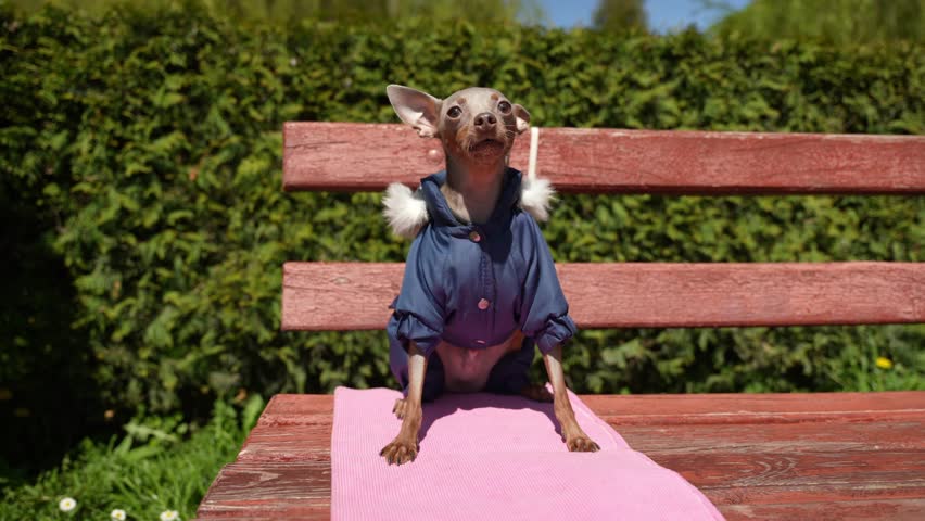 A small dog dressed in overalls sitting on a bench
