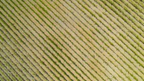 AERIAL TOP DOWN: Stunning pattern of beautifully aligned rows of growing vines. Agricultural land with big and well-kept vineyard in a favourable Mediterranean climate on top of Adriatic island Hvar.