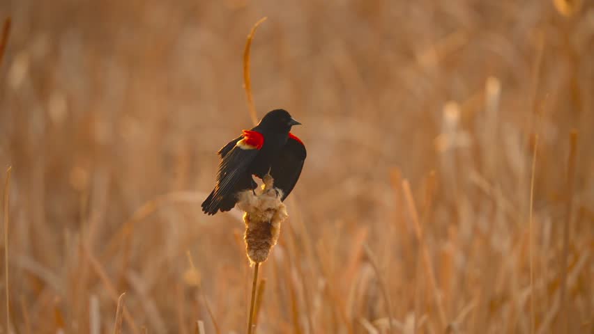 Slow motion 4k of a Red Wing Blackbird perched on a cattail in a marsh wetland with wings spread, singing his mating call during a spring sunset