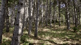 Video walking among tall dense pine tree forest Sunny Summer Day