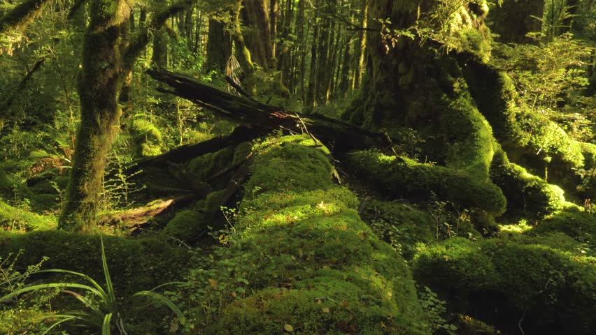 Discovering the Magic of New Zealand