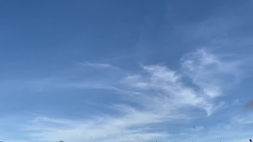 A flock of swallows flying in the blue sky. They chirped loudly. Magical calming sight. Langkawi, Malaysia