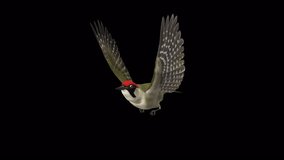 Eurasian Green Woodpecker Bird - Flying Loop - Side Angle View CU - 3D animation with alpha 