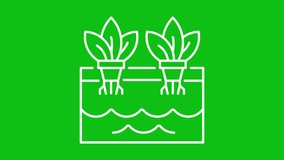 Animated hydroponics white line icon. Plant roots in water animation. Hydroponic farm. Loop HD video with chroma key, alpha channel, transparent background. Outline motion graphic animation