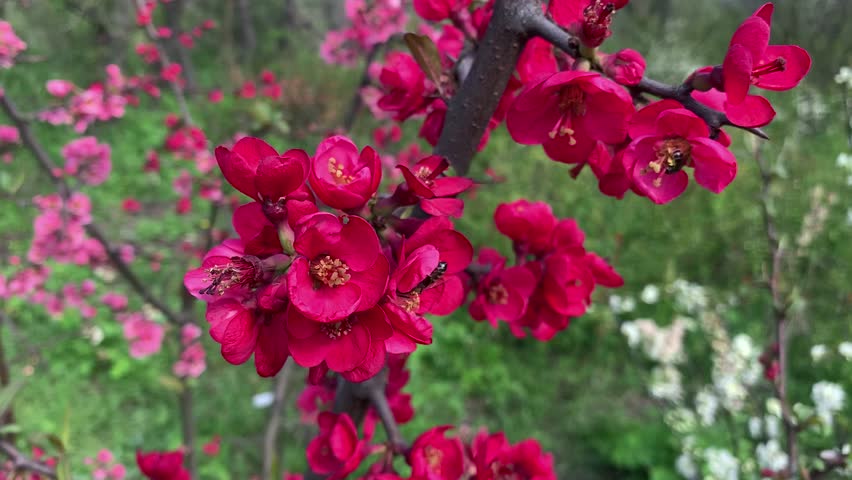 Bush with bright red flowers blooms in the garden in spring. Quince Japanese chaenomeles. Against the background of green foliage. Royalty-Free Stock Footage #1103649135
