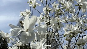 Blooming magnolia tree with large white flowers. Against the background of the sky. For video presentation, advertising.