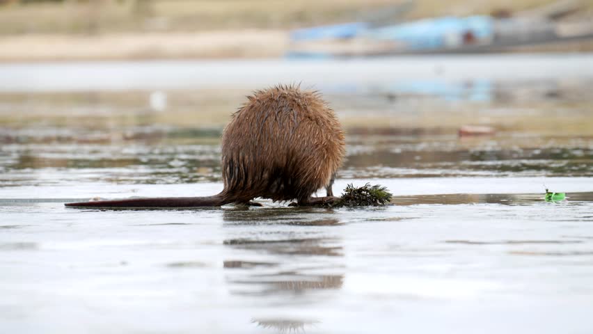 A muskrat (ondatra zibethicus) sitting on an ice floe eats algae