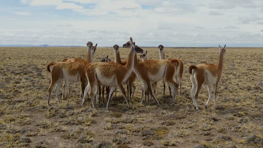 Wild guanacos (Lama Guanicoe) in Patagonia, Argentina, South America
 Royalty-Free Stock Footage #1103657765