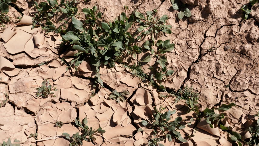 Dry sandy desert ground with few green plants in a oasis in South Morocco. Concept of drought, climate change and global warming. 4k