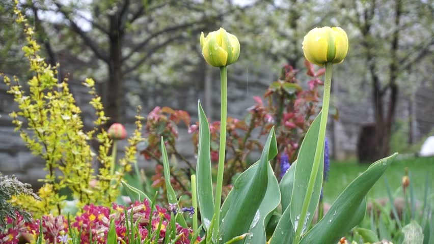 Garden with two Yellow Tulips and Early Spring Flowers, Unexpected Out of Season Wet Snow Falling in April or May. | Shutterstock HD Video #1103661771