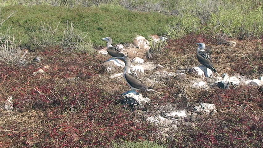 Sea birds Blue-Footed Booby Dancing and Whistling Mating Call to Partner Lifting Bright Feet on North Seymour Darwin Island, Galapagos. Wildlife of the Pacific Ocean.