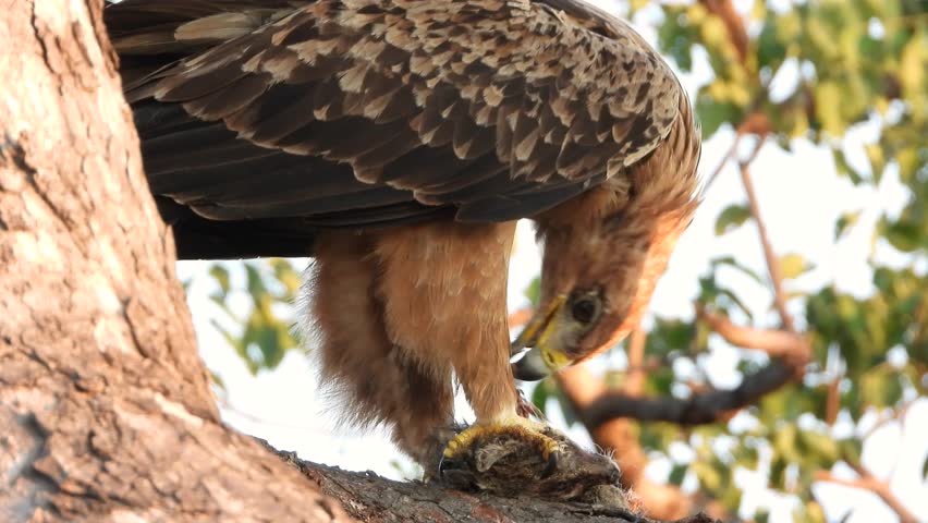 Tawny Eagle Feeding On A Tree Branch In South Africa. Aquila Rapax At Kruger National Park. closeup