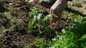 Close-up of a woman digging up the ground to plant vegetables. (4K Resolution - Slow-Motion)