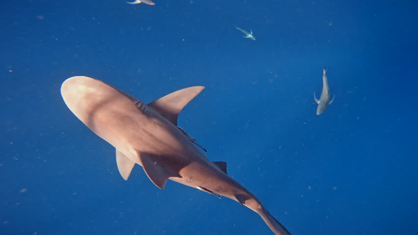 Bull sharks shiver group swiming in deep blue water close to surface