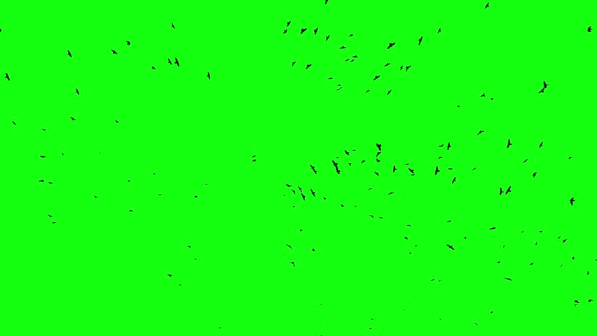 Flock of birds flying on green screen Royalty-Free Stock Footage #1103666047