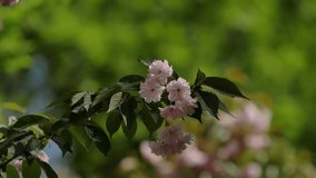 Close up view stock video footage of beautiful branches of japanese sakura trees blooming with perfect fluffy pink flowers isolated on background of green foliage of trees in the park. Natural floral